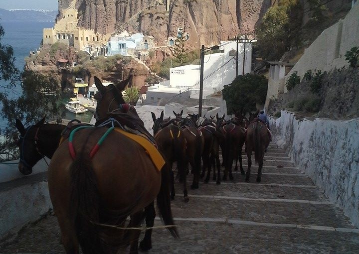 Scary Driver, Good Donkey