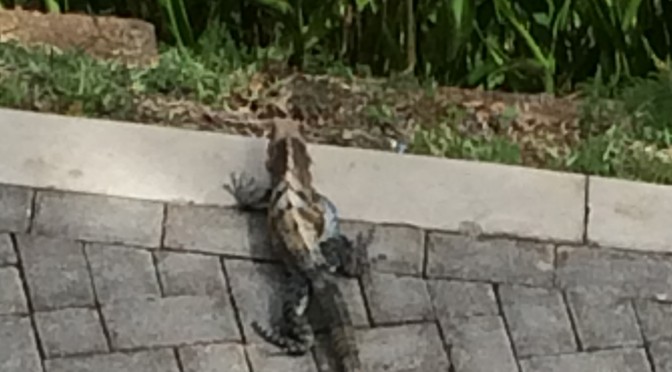 His Name is Earle. Or Not.